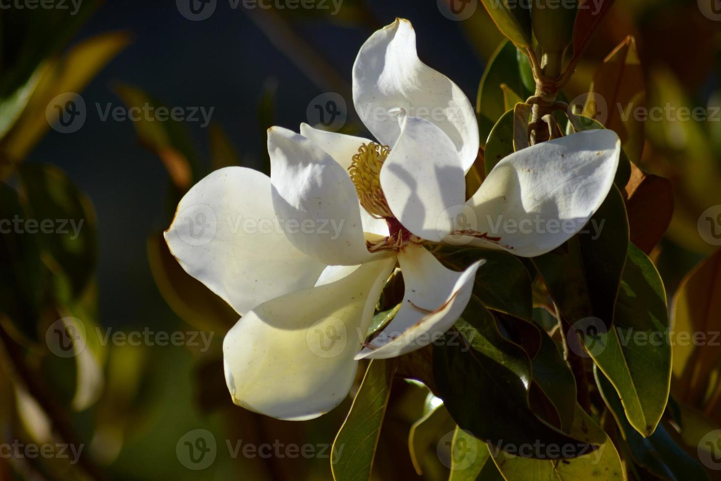 Magnolie grandiflora. Blätter und Blüten von Magnolia Grandiflora. foto