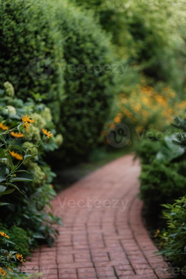 Grüner Sommergarten mit Pflanzen foto