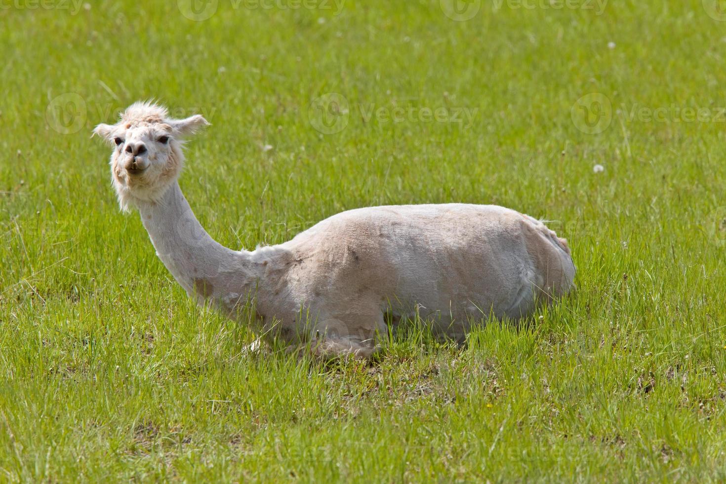 rasiertes geschorenes Lama foto