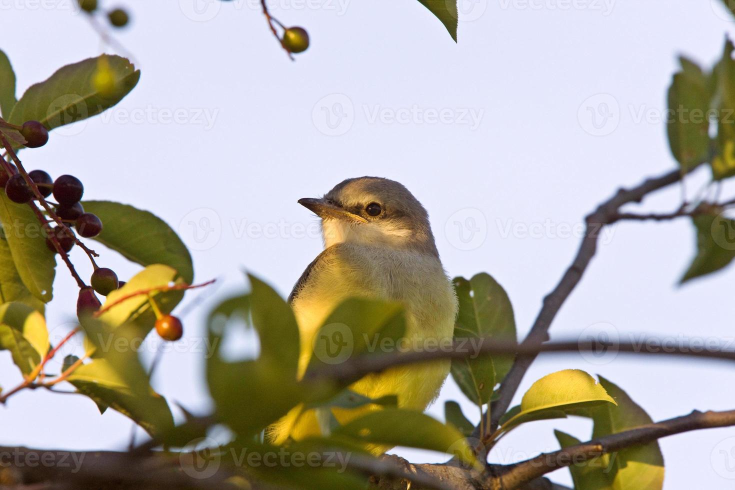 Baby Western Kingbird Saskatchewan foto