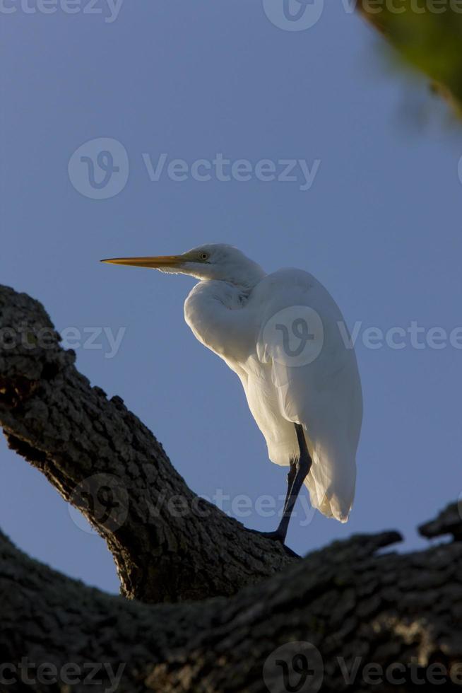 Silberreiher in Florida Baum gehockt foto