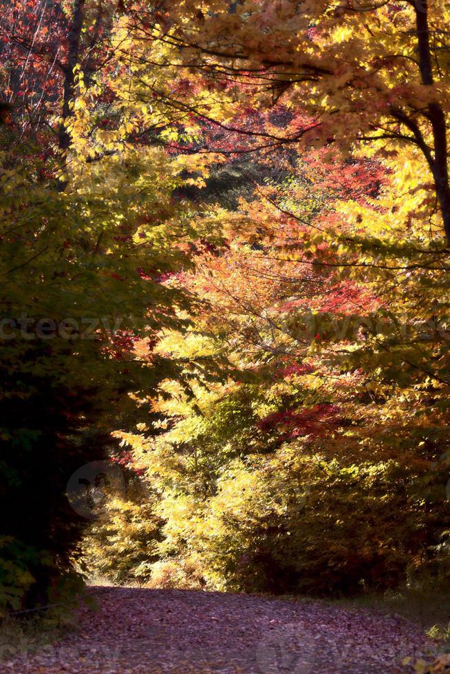 Herbstfarben und Straße foto