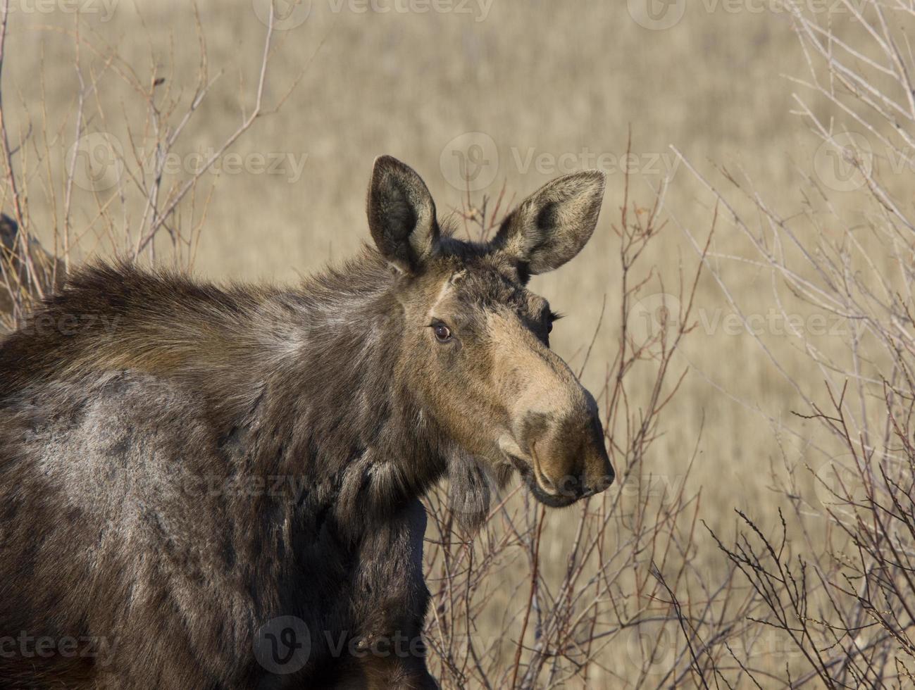 Elchkuh und Kalb Saskatchewan Kanada foto