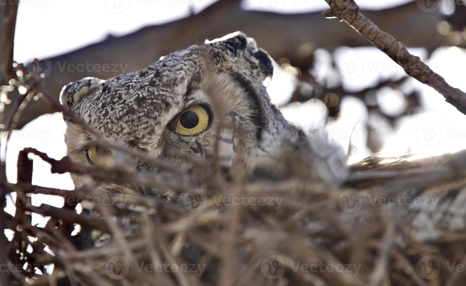 Virginia-Uhu im Nest foto