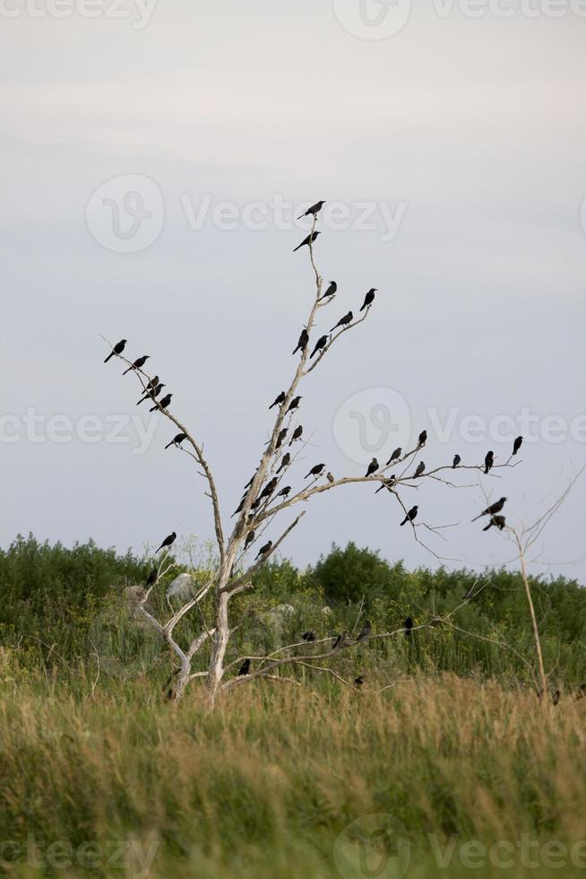 Amseln in einem Baum foto