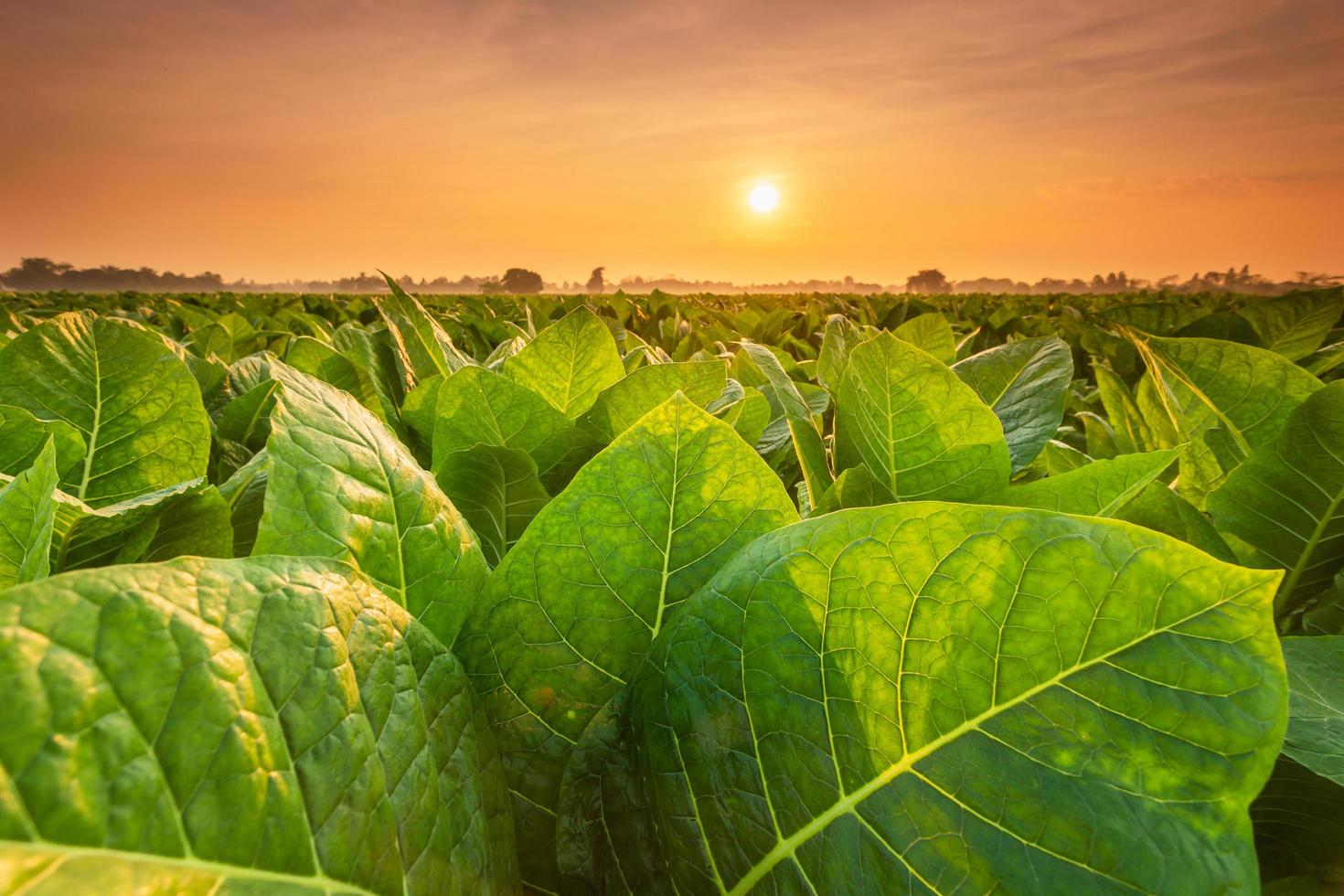 Blick auf die Tabakpflanze im Feld in der Provinz Sukhothai, nördlich von Thailand foto
