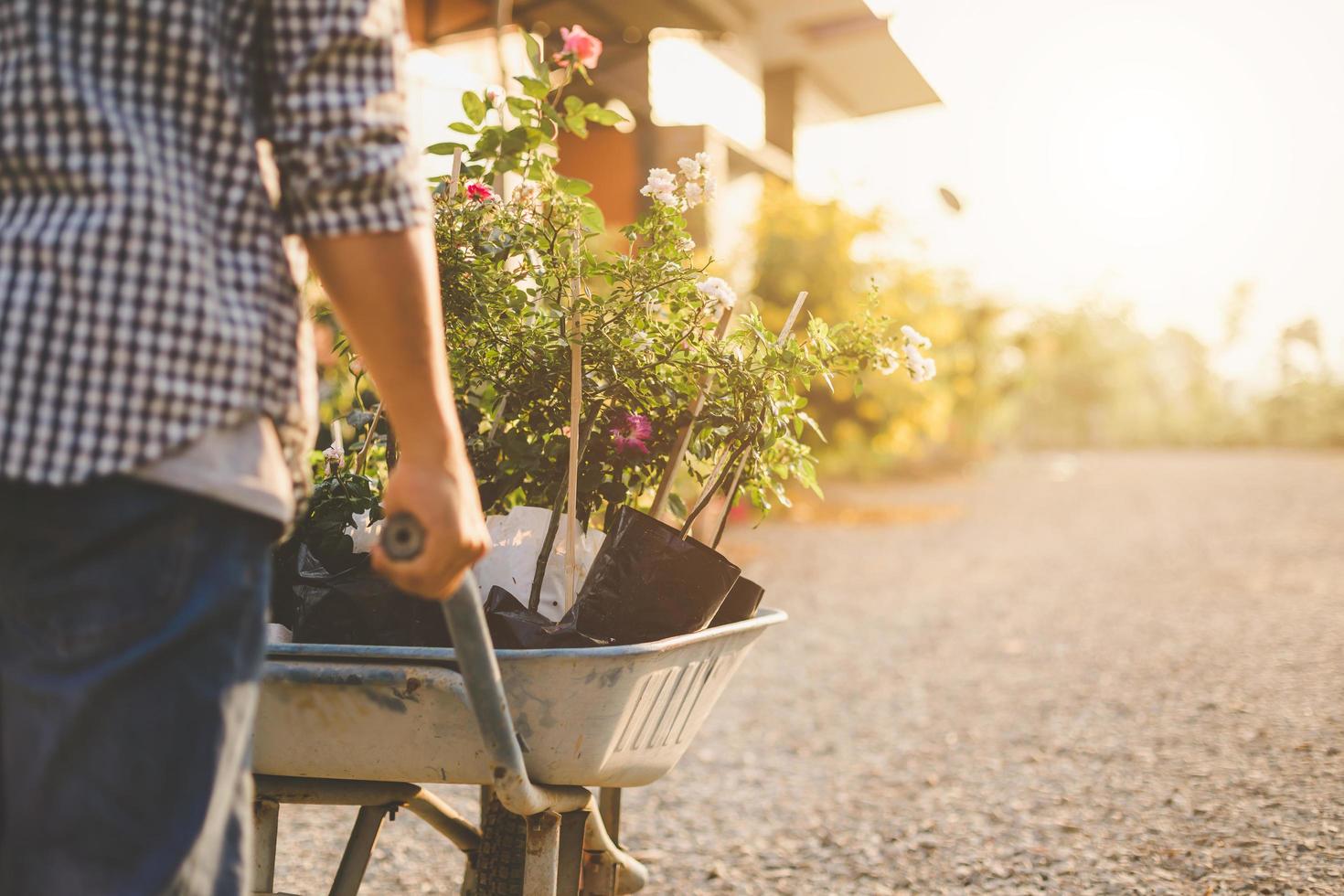 Mann, der viele Rosenbäume in seinen Garten bewegt. home outdoor dekoration und gartenarbeit für valentinstag konzept foto