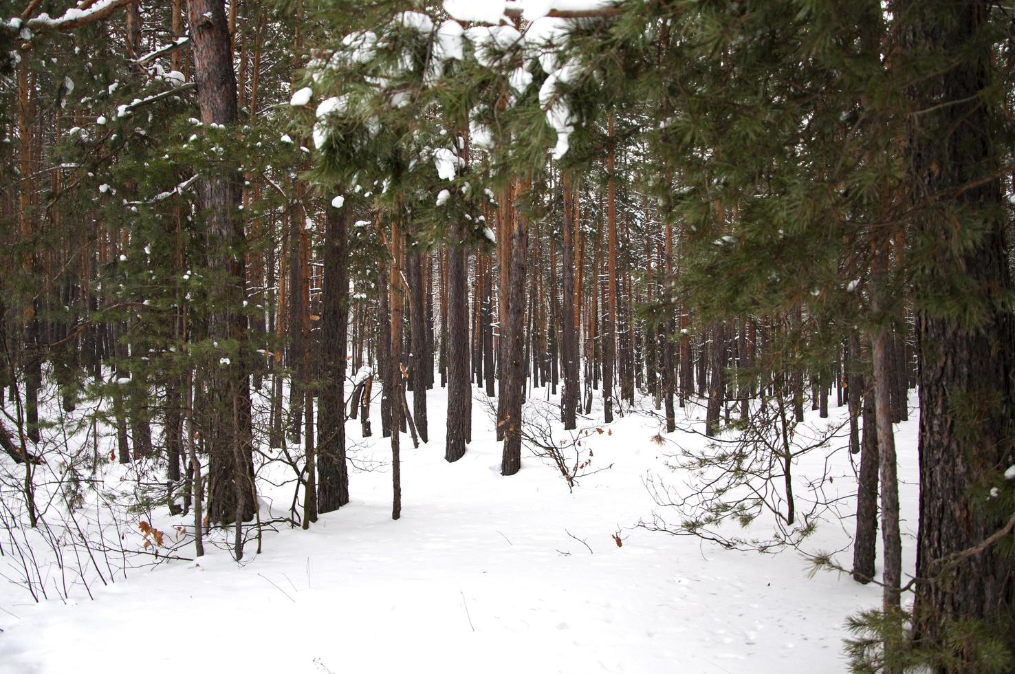 Winterlandschaft mit Tannen im Wald. foto