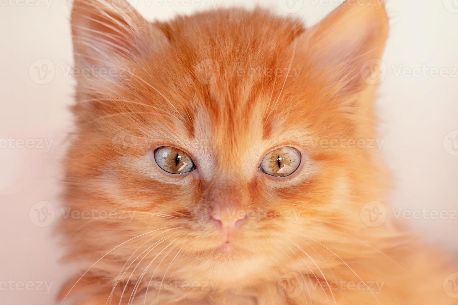 kleine rote kätzchen nahaufnahme. rotes, flauschiges Kätzchen mit grünen Augen. foto