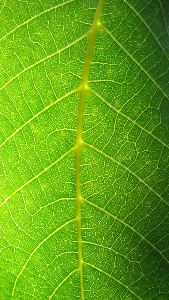 Makrofoto des grünen Blattes. grüner Blatthintergrund. grüne Blattstruktur foto