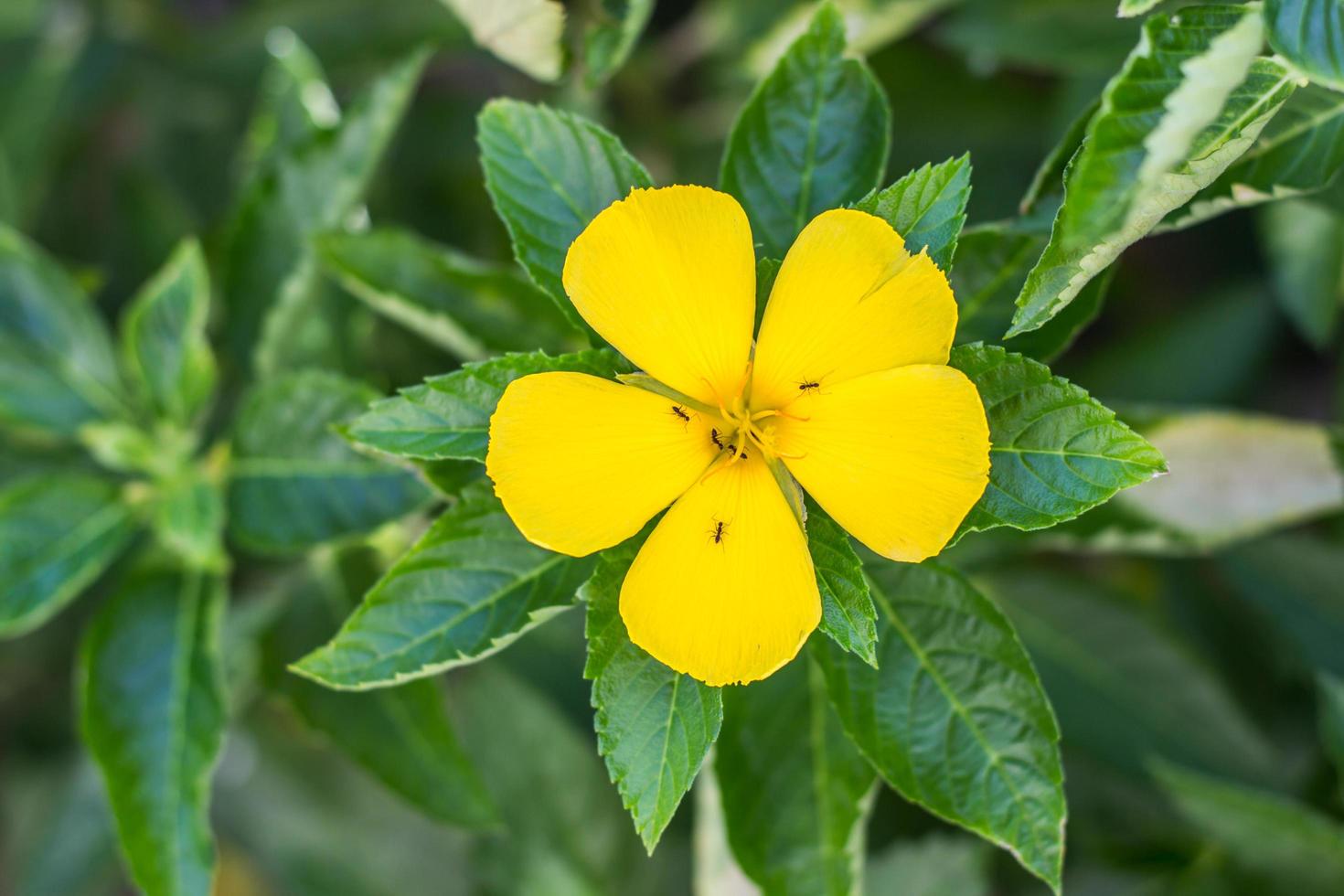 gelbe blume, die im garten blüht, ameise auf blume, ramgoat dashalong foto