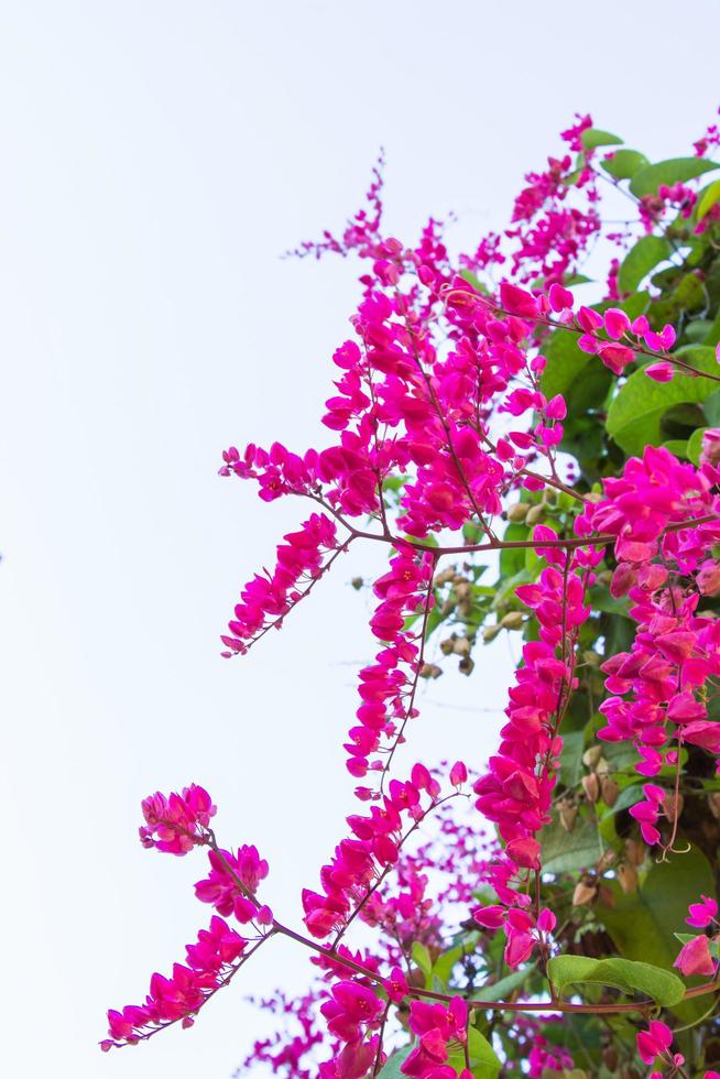 mexikanische kriechpflanze, antigonon leptopus ist eine zierpflanze, die in mexiko beheimatet ist. Es ist eine Rebe mit rosa oder weißen Blüten. foto