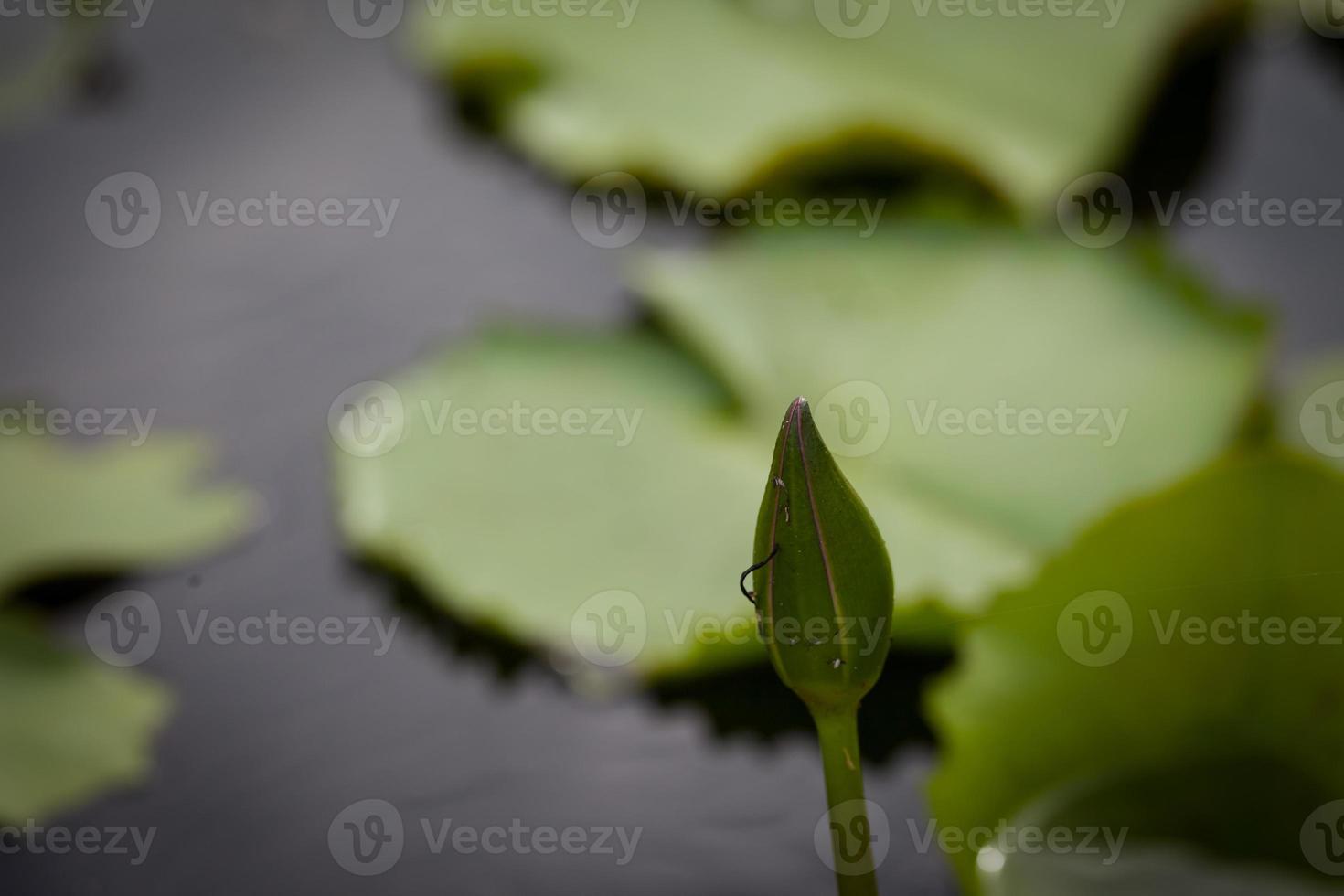 Lotusblume und Libelle foto