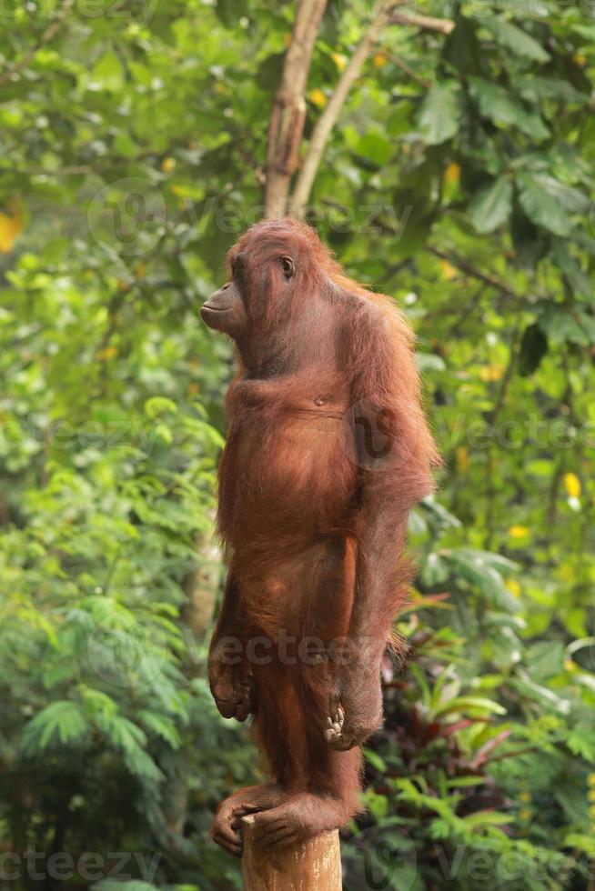 Orang-Utan steht auf einem Baumstamm foto