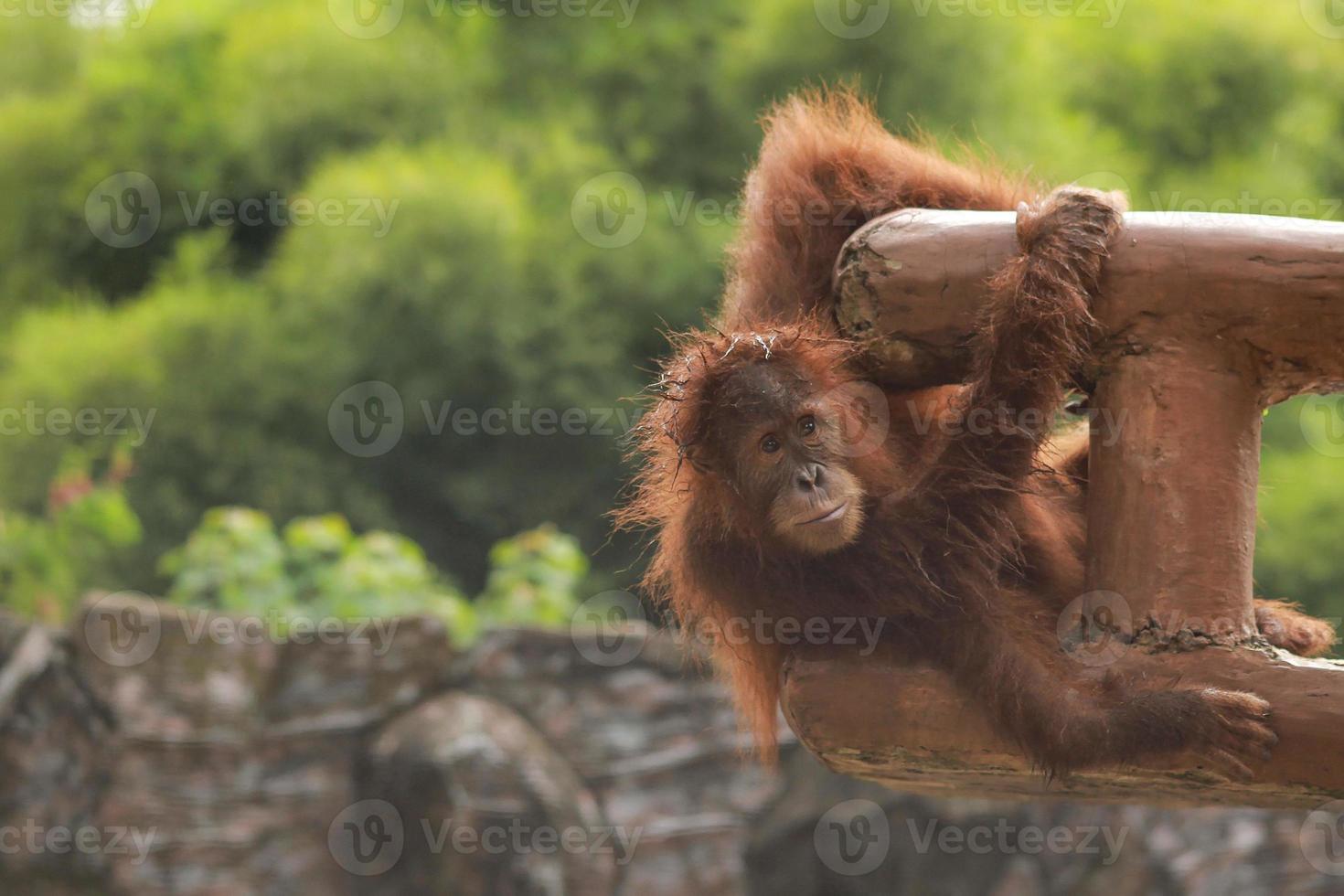 Orang-Utan, der in einem Baumstamm hängt foto