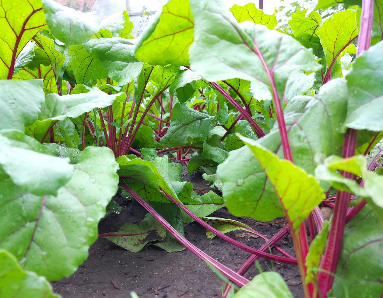 Rüben wachsen im Gartenbeet. bunte blätter, ernte, sommer, gartenarbeit, gemüse, bauernhof. foto