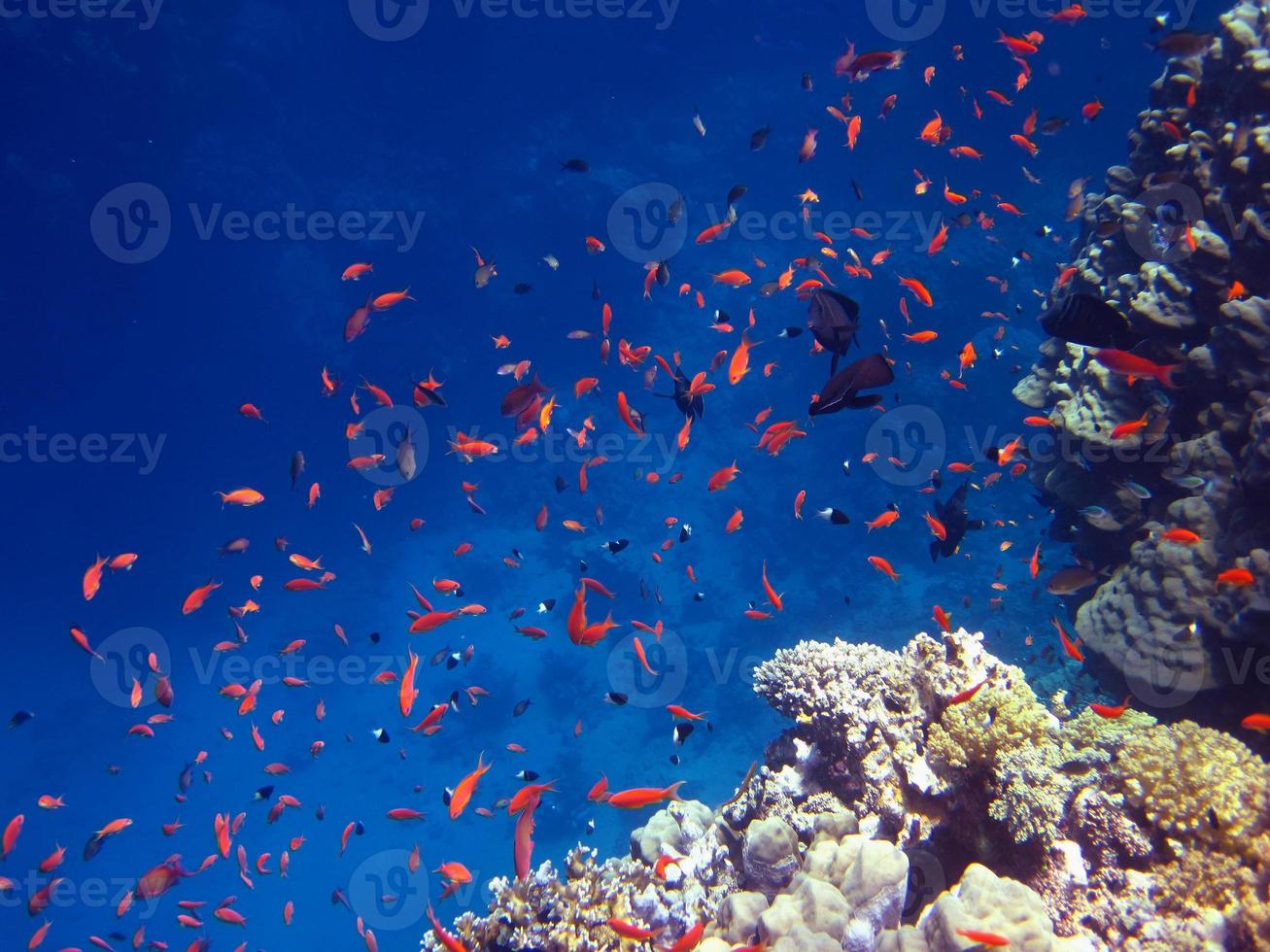 Roter Fisch im blauen Meer foto