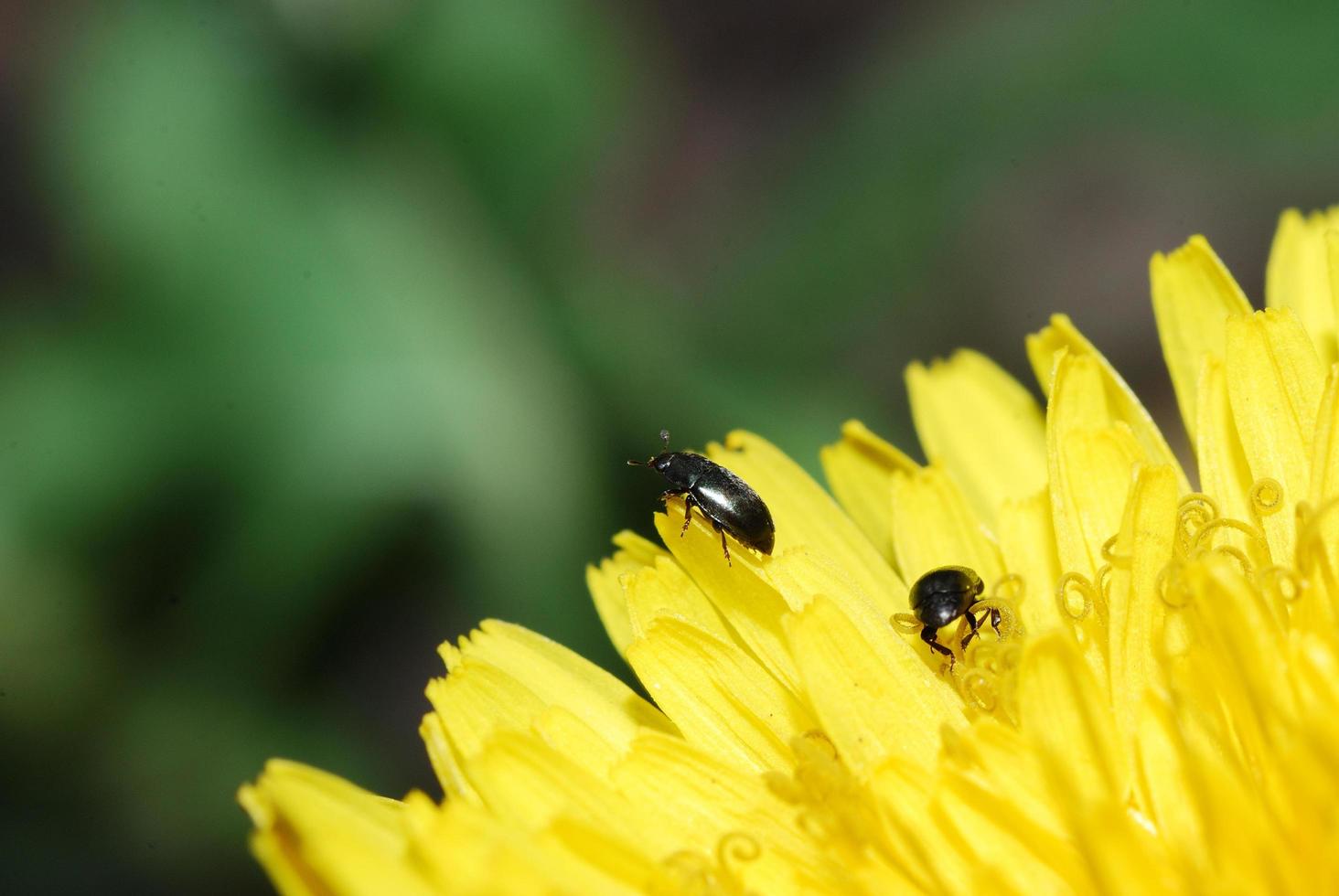 zwei Käfer Löwenzahn foto