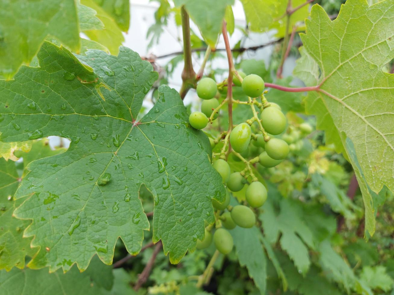 Trauben wachsen auf einem Ast im Garten. Anbau, Gartenbau, Obst, Weinberg. foto