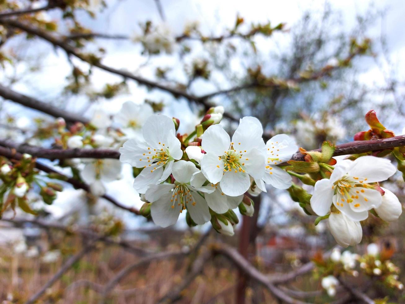 Kirschblüten blühen im Frühling am Baum. Gartenarbeit, Natur. foto