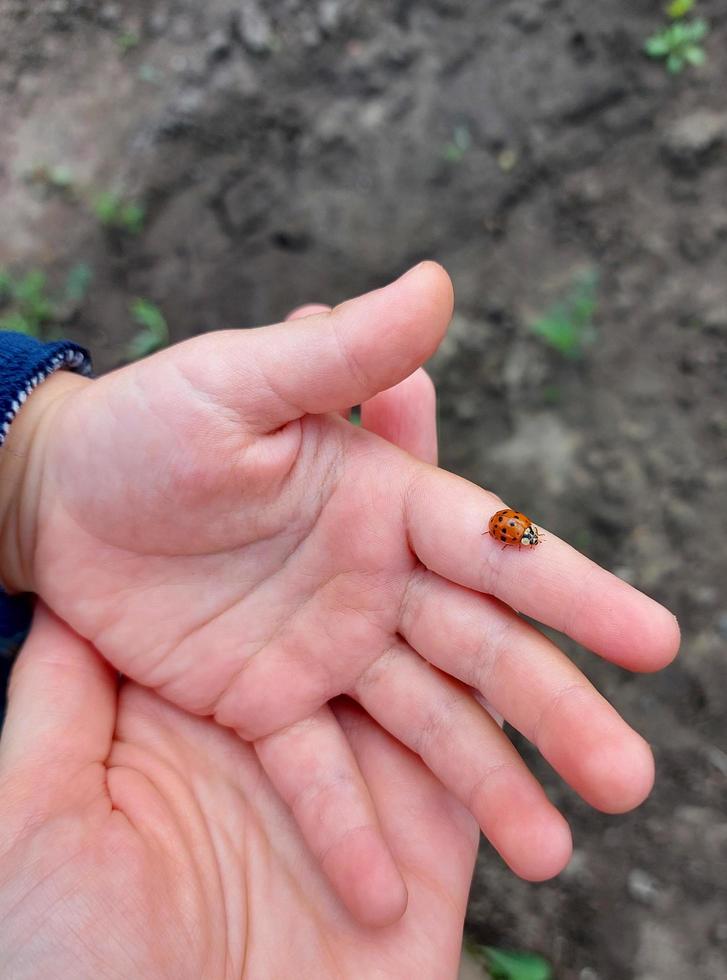 Das Kind hält einen Marienkäfer in seiner Handfläche. das kind erkundet die natur, fängt insekten. Kindheit, lernt die Welt herum. foto