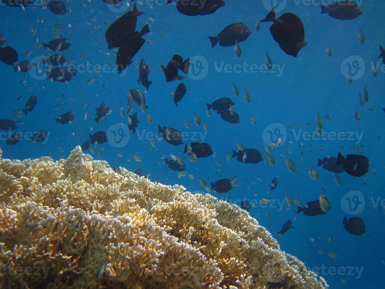 verschiedene Fische beim Tauchen foto