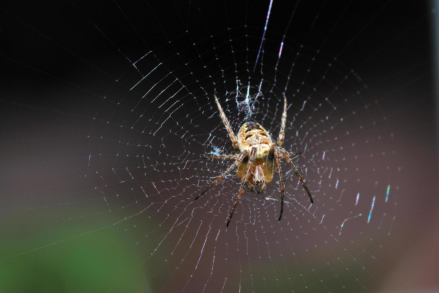 Spinne im Spinnennetz foto