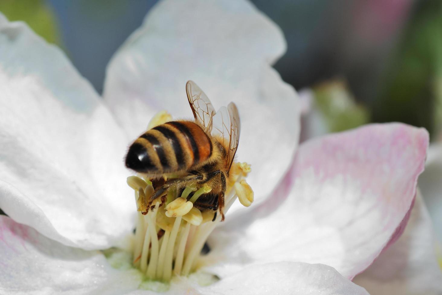 Biene auf Blume foto