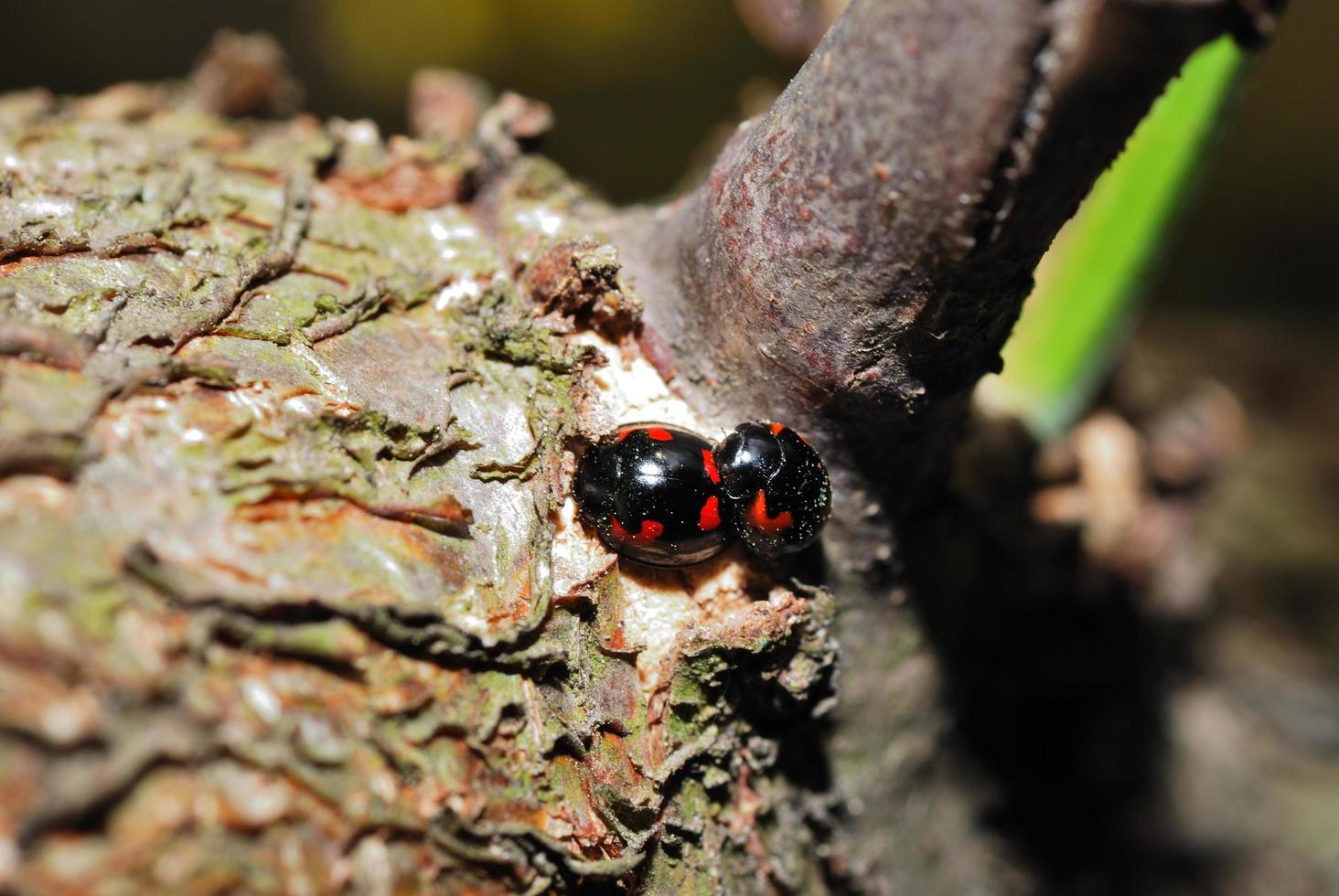 zwei rote schwarze Käfer foto