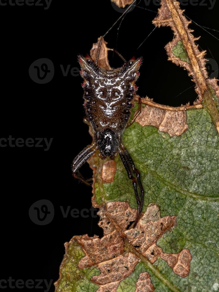 kleine Orbweaver-Spinne foto