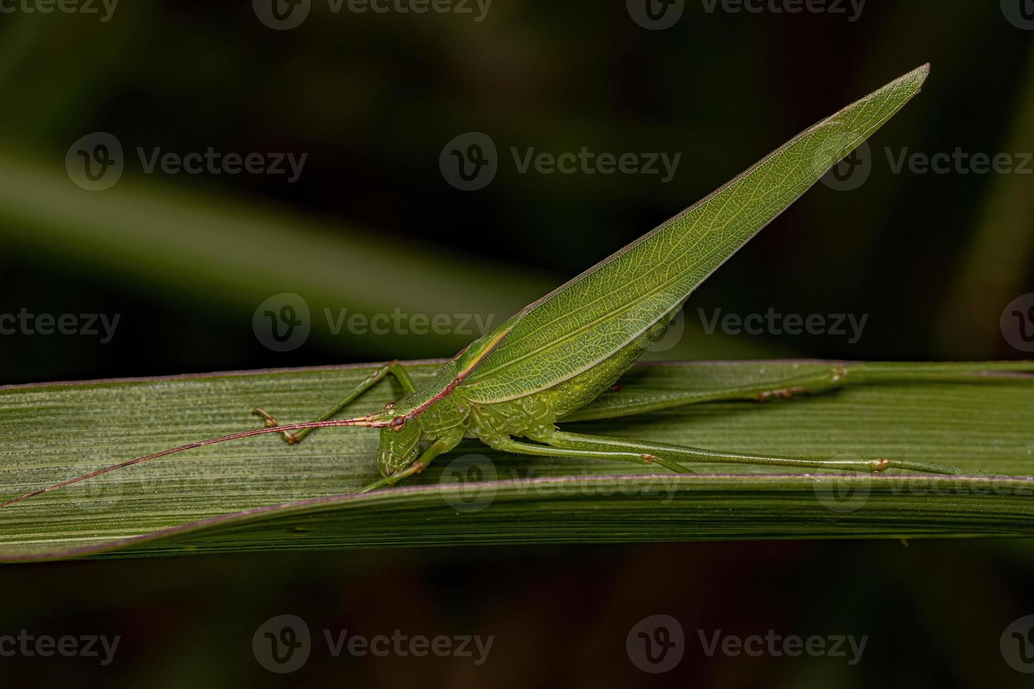 erwachsenes phaneropterine katydid foto
