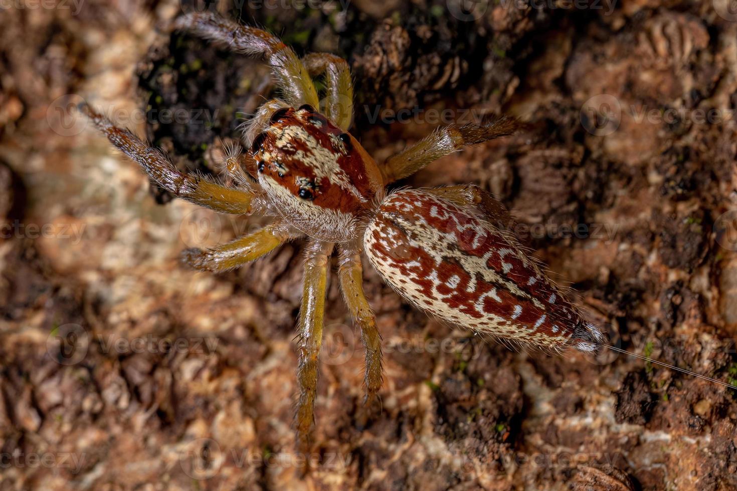 weibliche erwachsene Springspinne foto