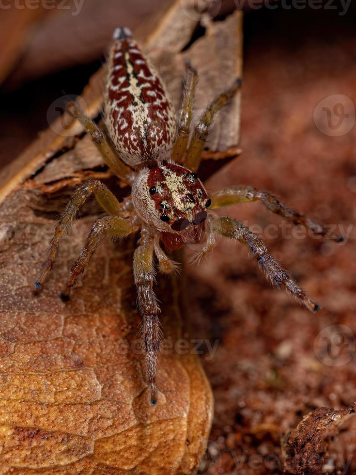 weibliche erwachsene Springspinne foto