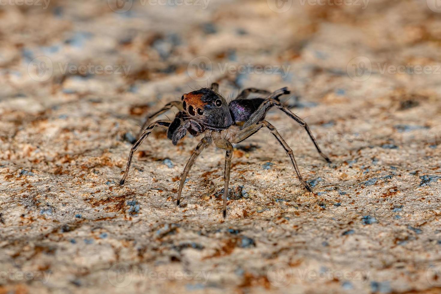 erwachsene männliche springende spinne foto