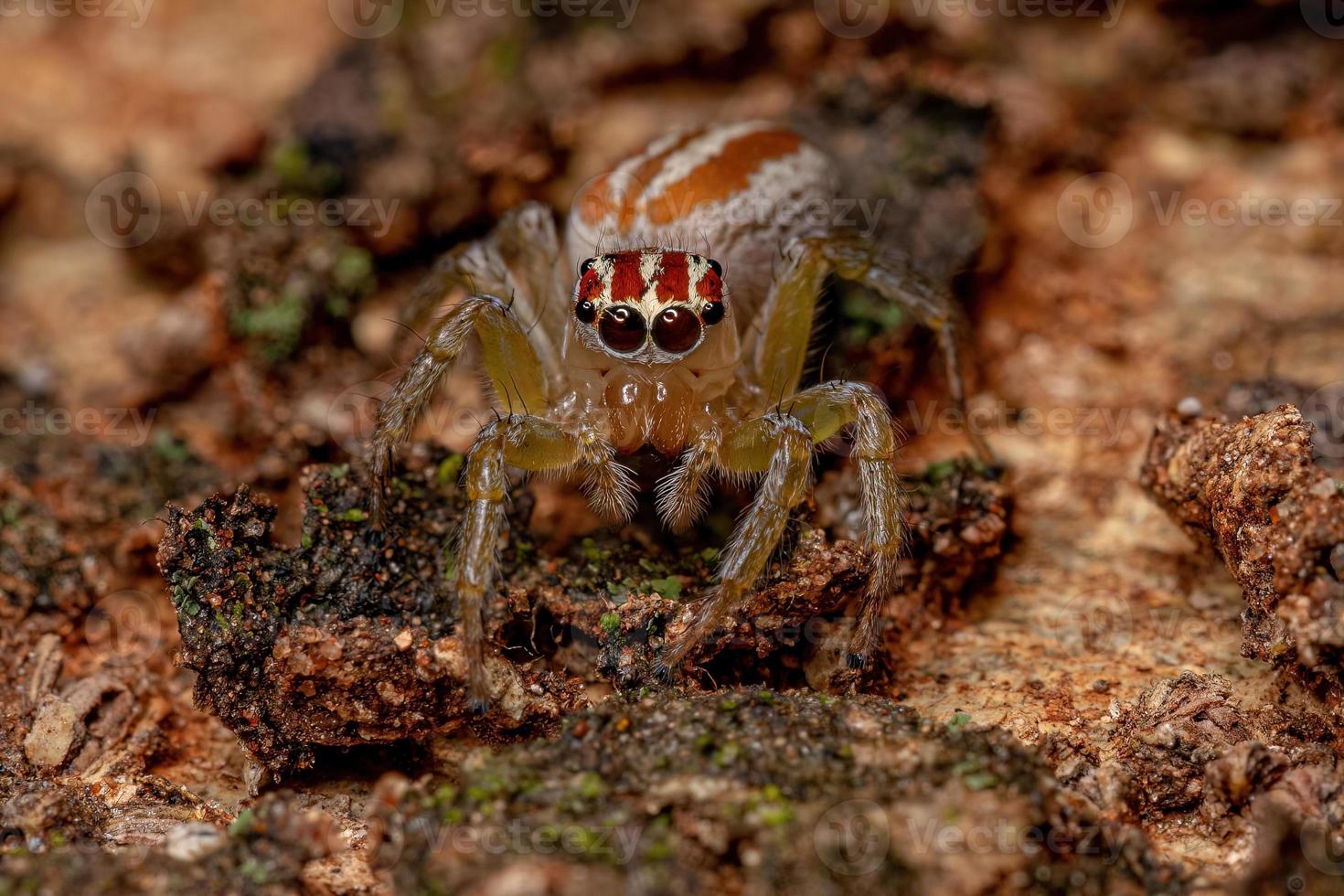 erwachsene weibliche Springspinne foto