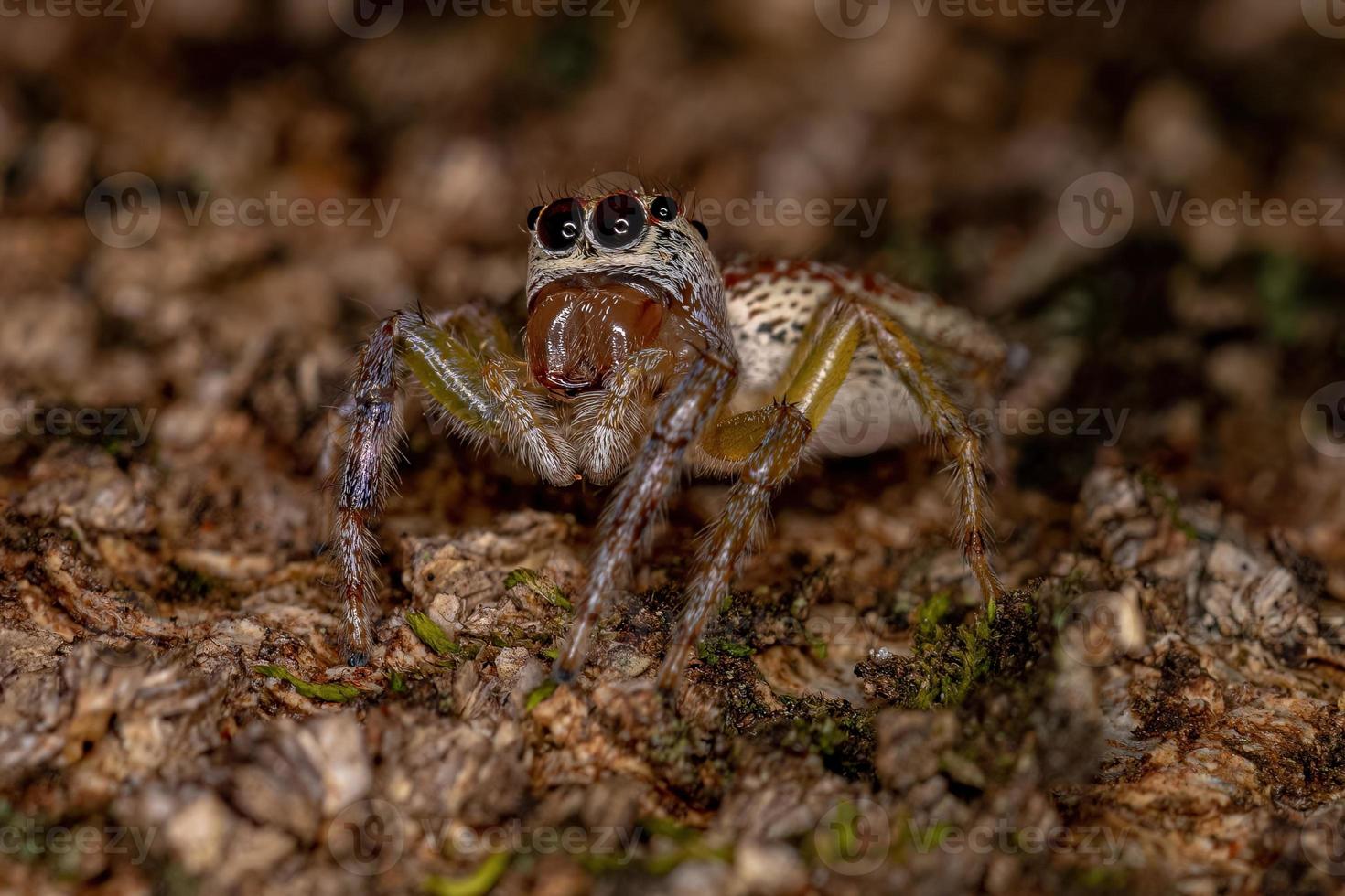 weibliche erwachsene Springspinne foto