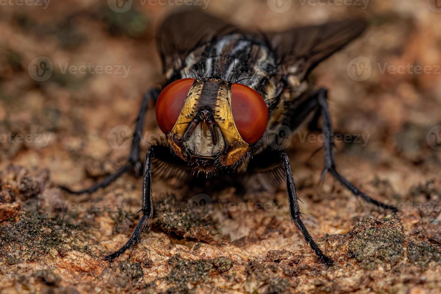 erwachsene Fleischfliege foto