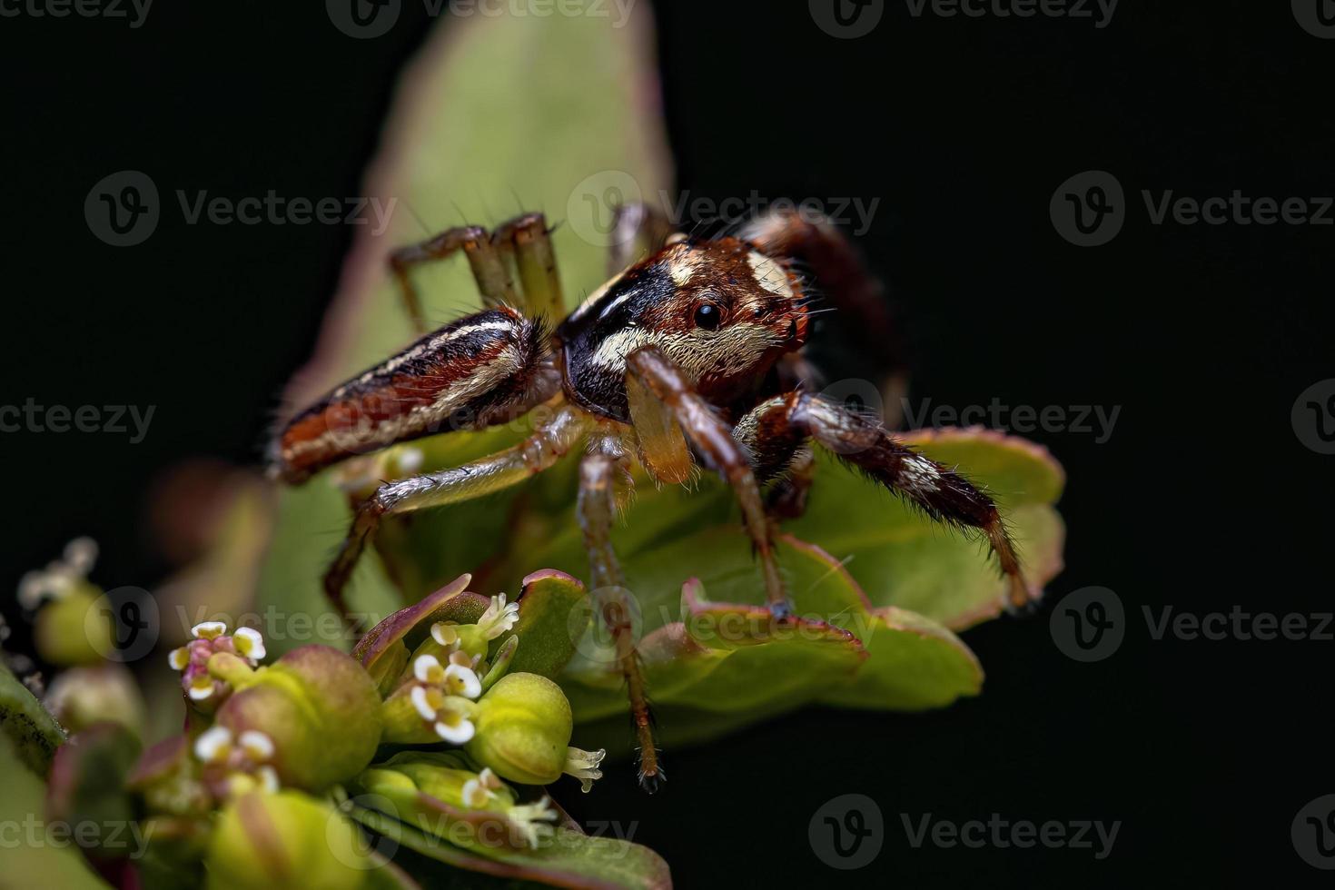 männliche erwachsene Springspinne foto