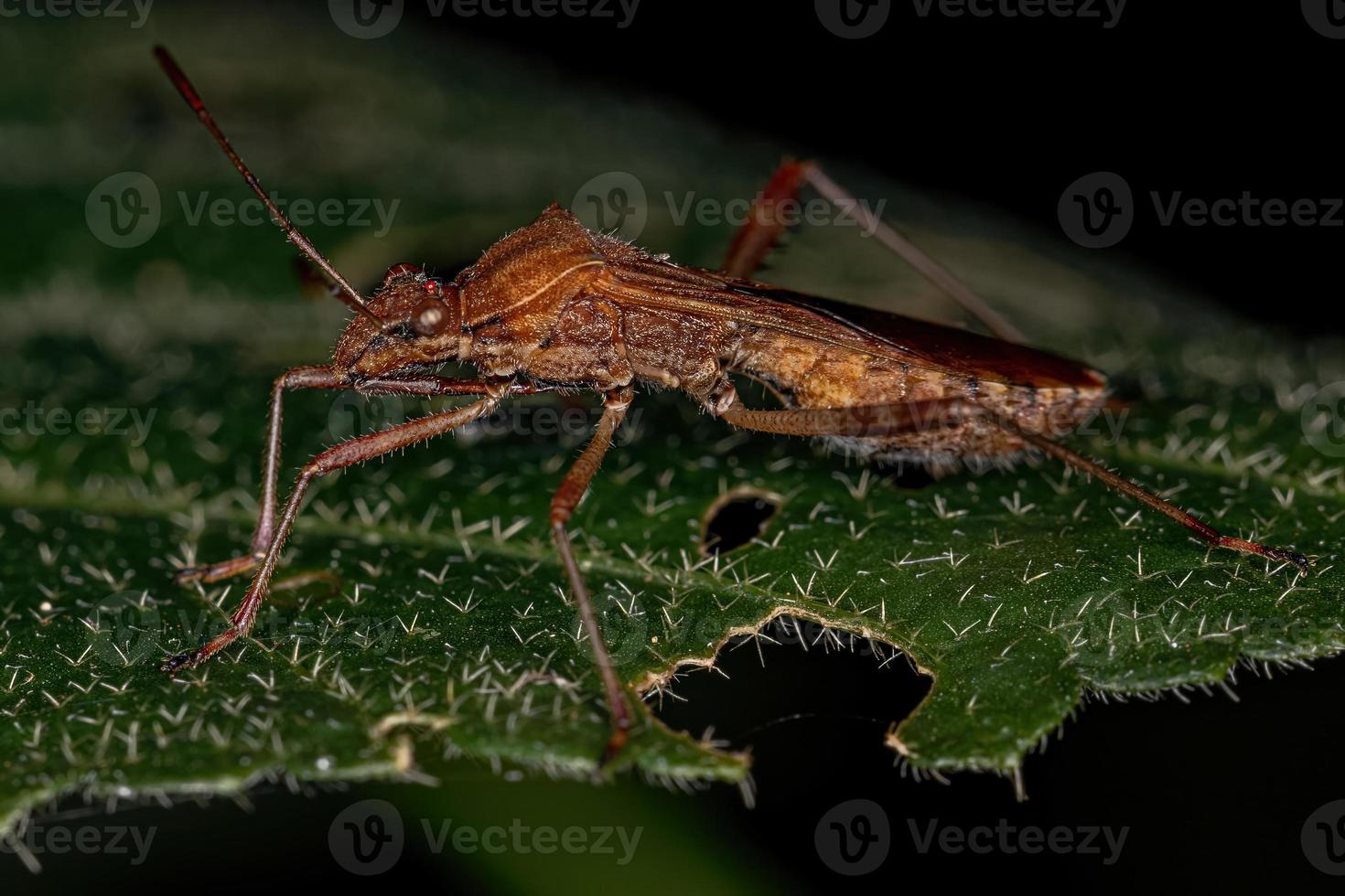 erwachsener breitköpfiger Käfer foto