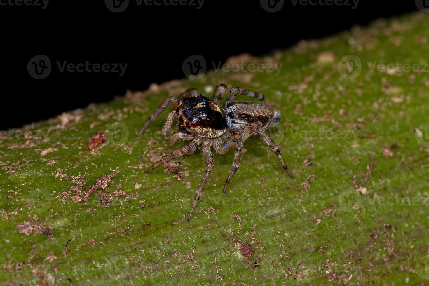 erwachsene weibliche Springspinne foto