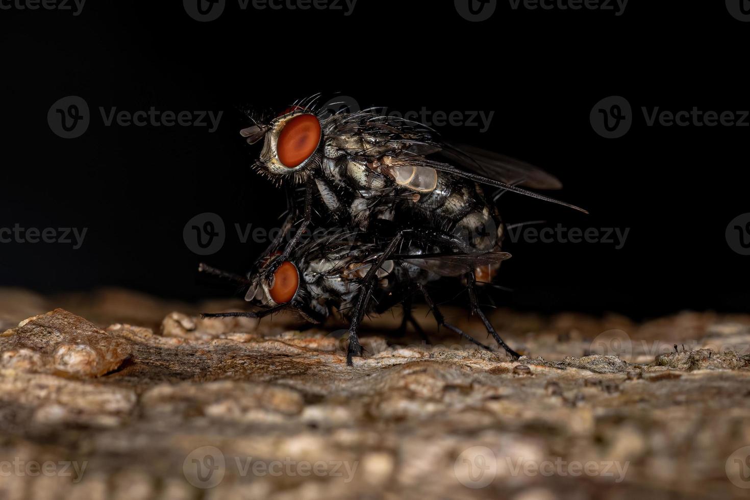 erwachsenes Fleisch fliegt foto