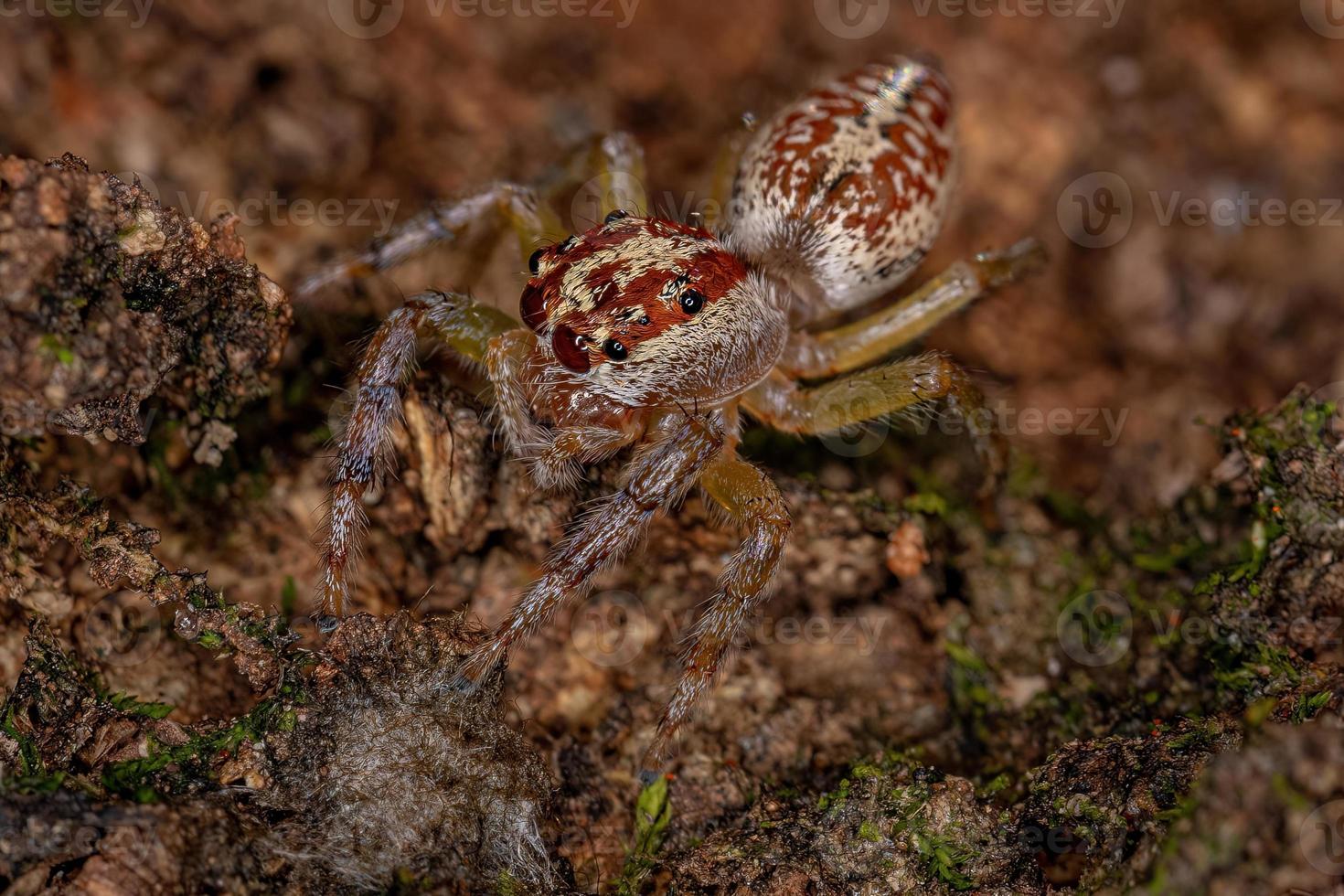 weibliche erwachsene Springspinne foto