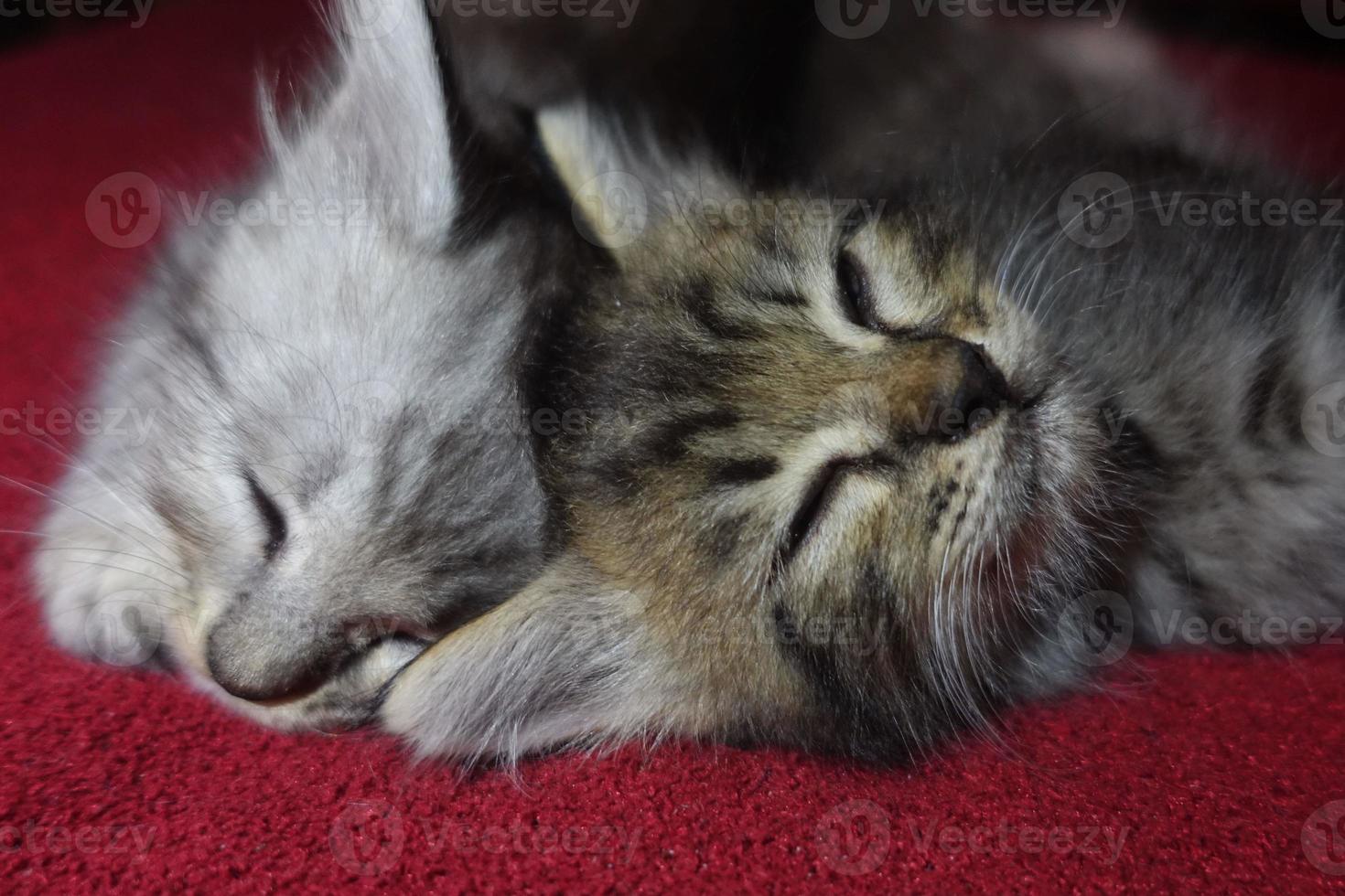 graue süße katze ruht sich aus foto