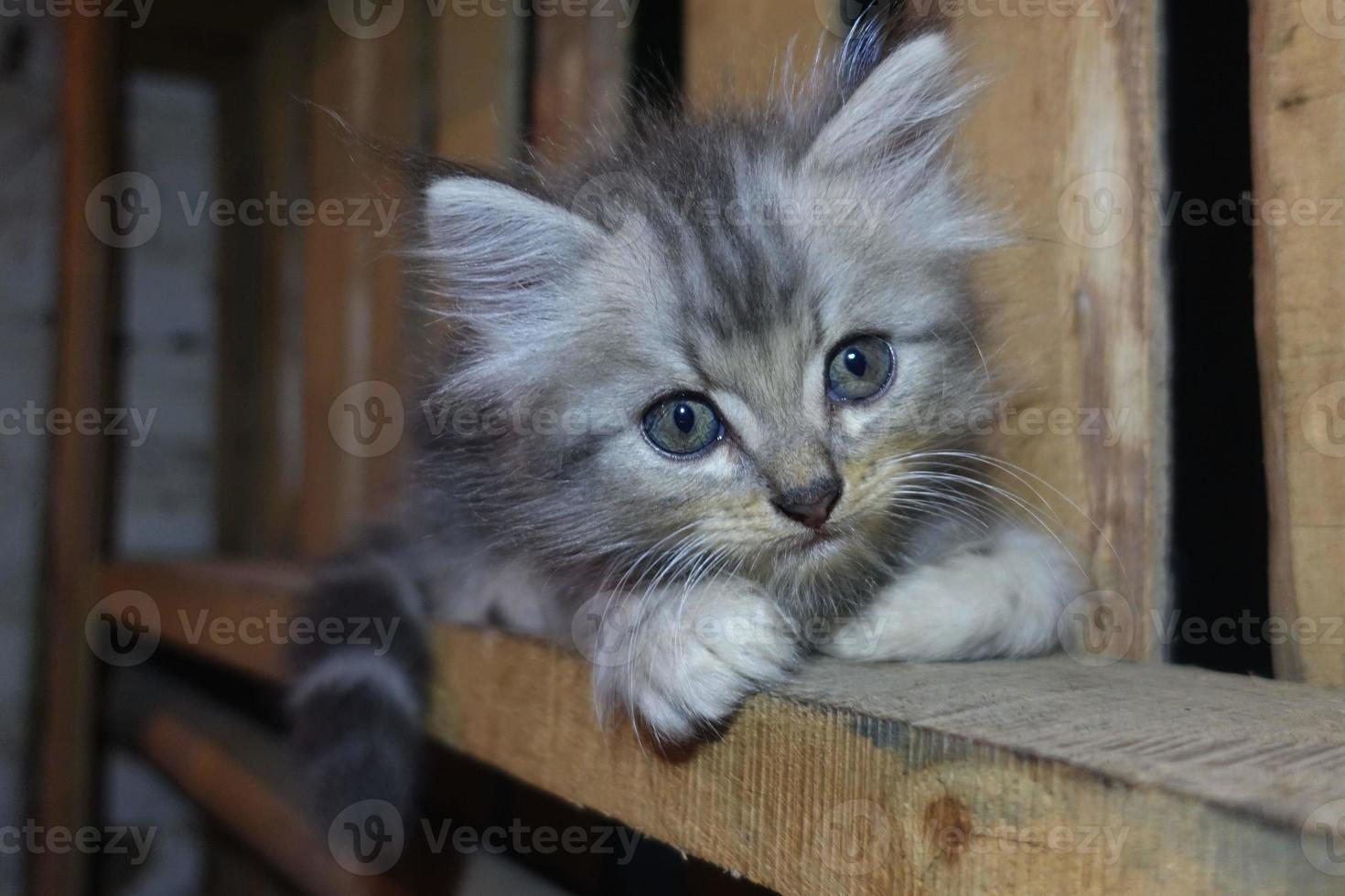 graue süße katze ruht sich aus foto