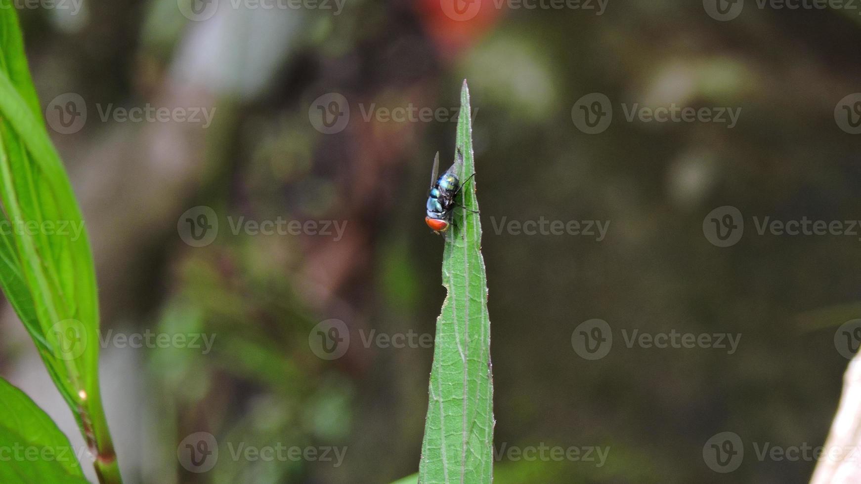 Makrofoto der grünen Fliege foto