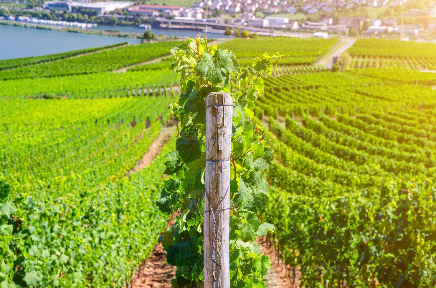 Weinberge grüne Felder Landschaft mit Weinrebenreihen foto