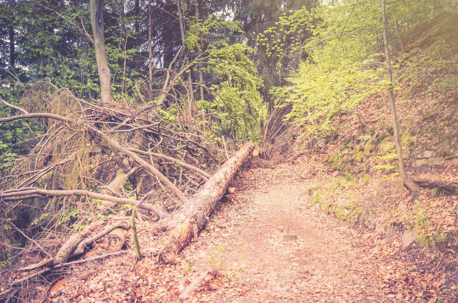 fallender baum auf weg in slavkov dicker dichter waldwald mit buchenbäumen nahe karlovy variieren foto