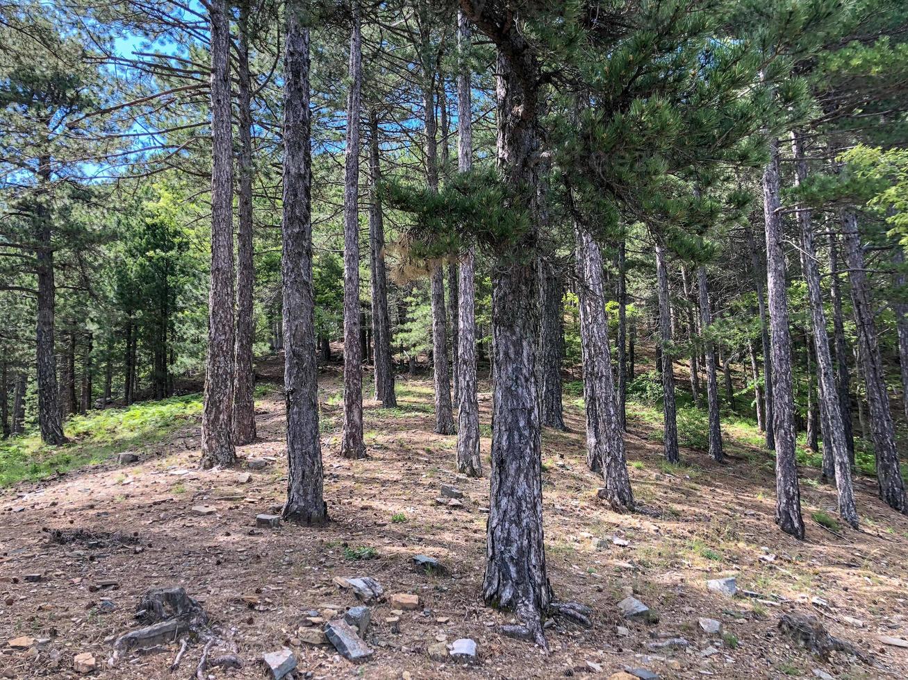 Wald im Hügel, tiefer Wald in den großen Bäumen foto