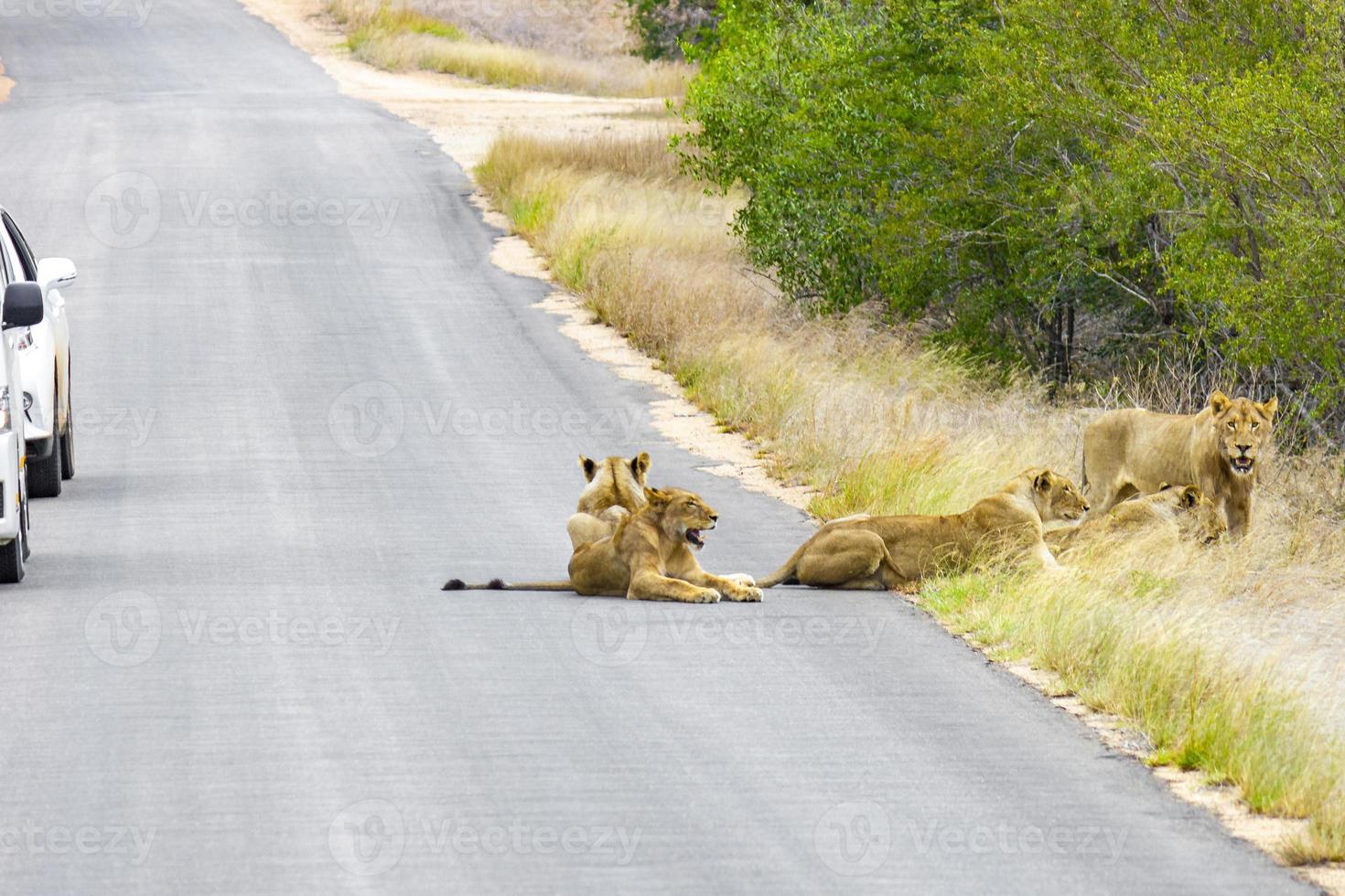 Löwen entspannen sich auf der Straße Krüger Nationalpark Safari Südafrika. foto