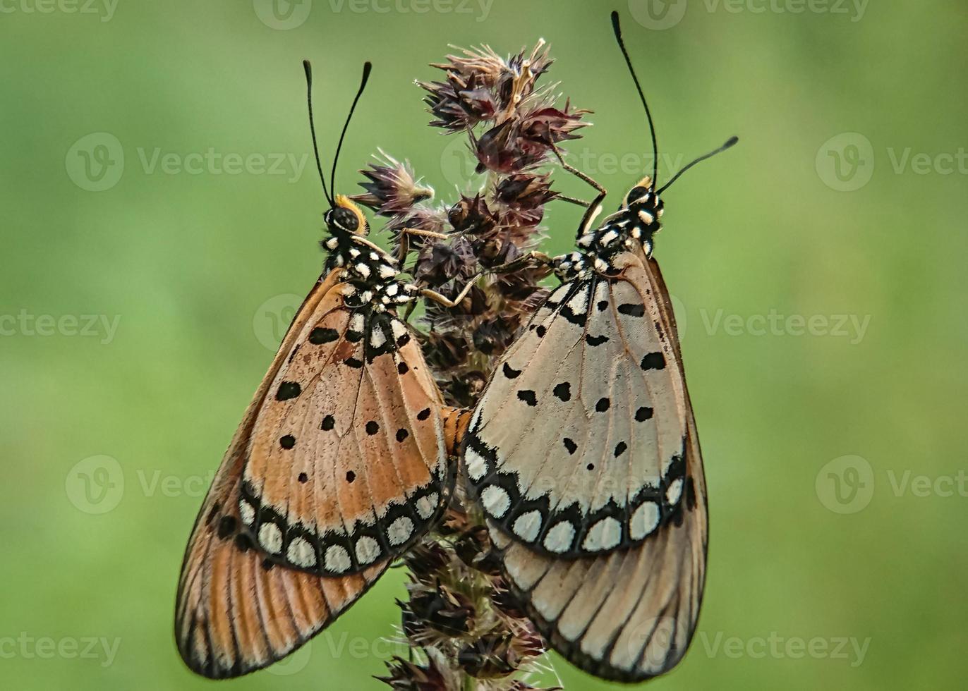 schöner Schmetterlingsmoment foto